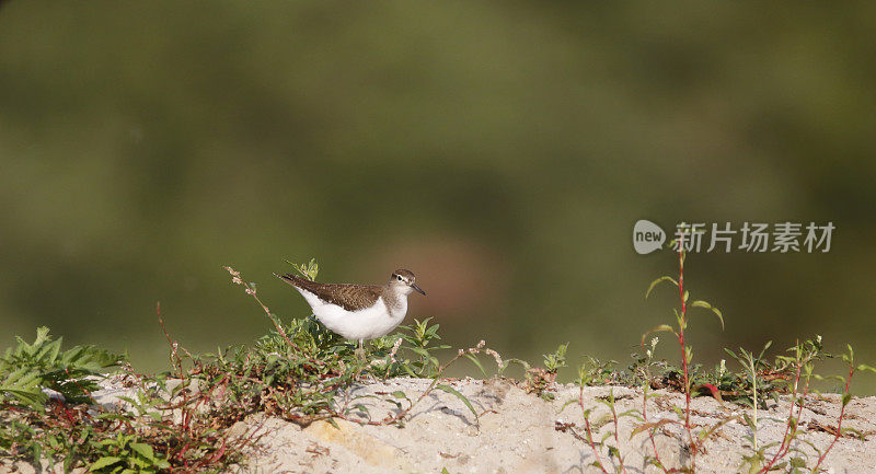 普通鹬(Actitis hypoleucos)